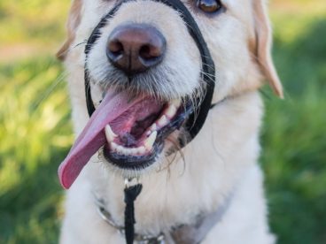 卖萌拉布拉多犬图片