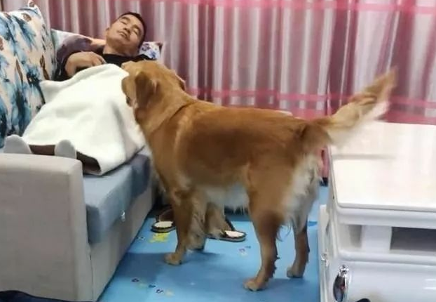 主人睡觉有点冷，拿了金毛狗狗的被子，金毛的做法亮了