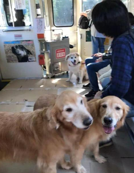 家里小狗也可以搭地铁站，专业为宠物设定的车厢，想进入车内必须掌握下