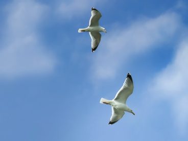 蓝色天空海鸥比翼双飞图片