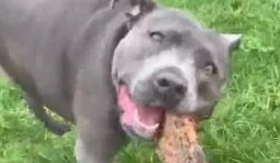 超狂比特犬散步竟捡一棵树回家,达到狗转化成就!