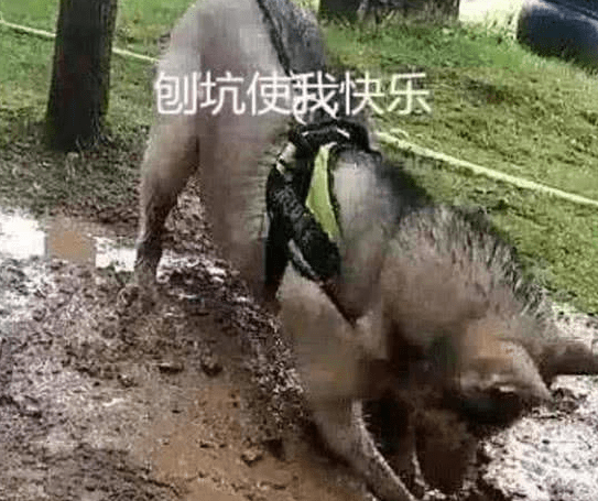 男子内急憋不住去尿尿,把小狗拴在树上,出去见到这幕肠道悔青