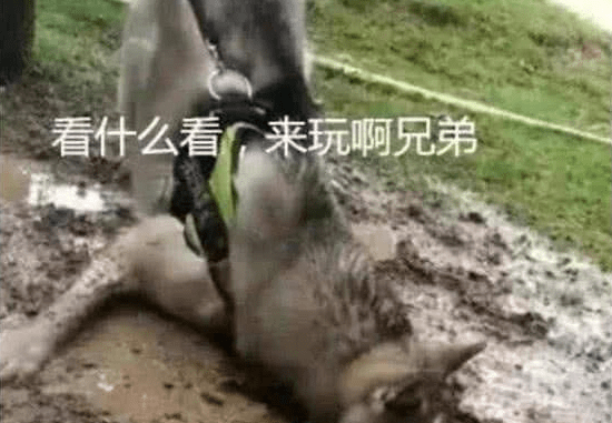 男子内急憋不住去尿尿,把小狗拴在树上,出去见到这幕肠道悔青