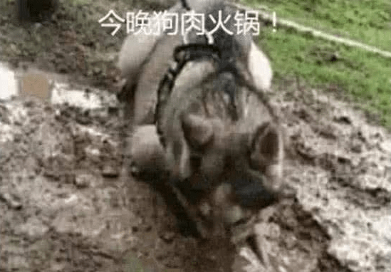 男子内急憋不住去尿尿,把小狗拴在树上,出去见到这幕肠道悔青