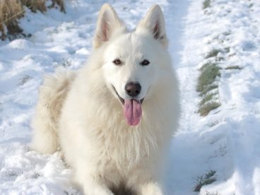 趴在雪地里的白色萨摩耶犬摄影图片