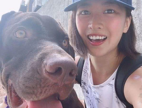 拉布拉多犬咬家具被丢弃,到新家后又咬充电线,结果再次被弃养