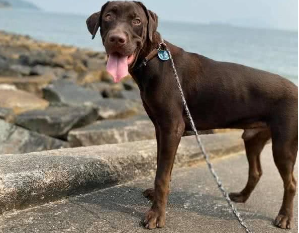 拉布拉多犬咬家具被丢弃，到新家后又咬充电线，结果再次被弃养