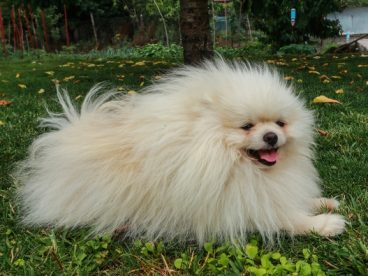 可爱白色博美犬图片
