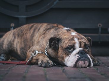 虎斑斗牛犬图片