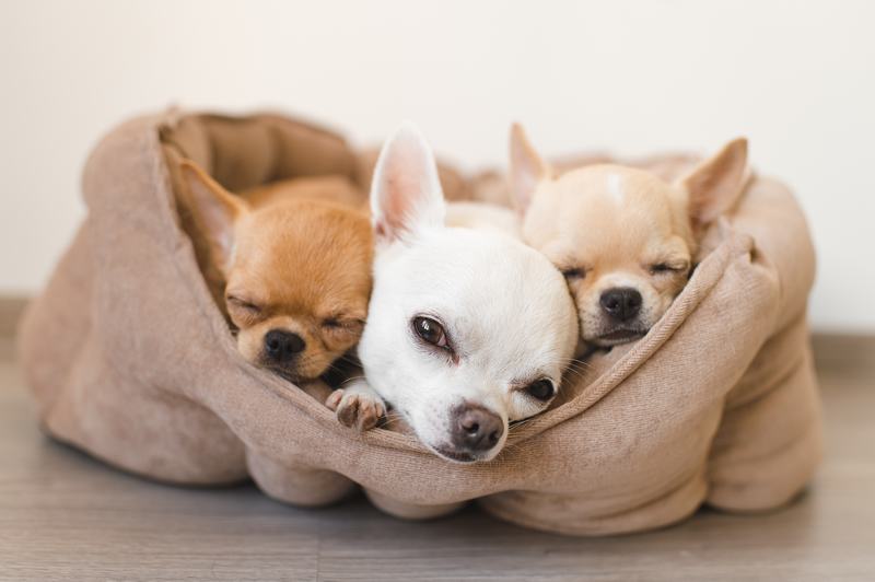 西藏秘ariat：神秘而可爱的拉萨犬品种介绍