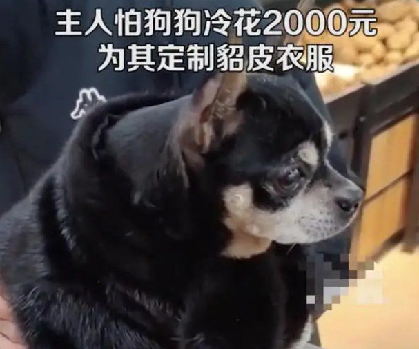 男子花2000元为宠物狗定制貂皮衣服，网友：人不如狗