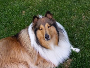 牧羊犬懒散图片