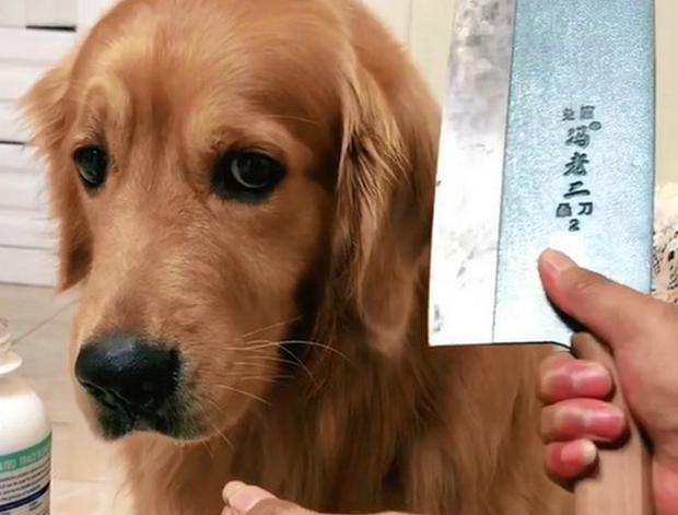 狗狗闹脾气不服药，主人取出水果刀秒怂，金毛：刀学会放下我吃便是