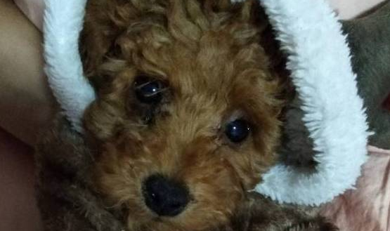 泰迪犬又开始撒狗粮了，你吃饱了没？