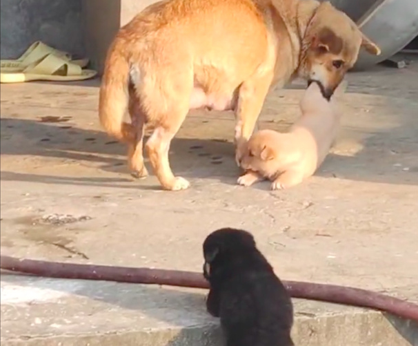小狗在外面玩得太久，狗妈妈直接叼着它回狗窝