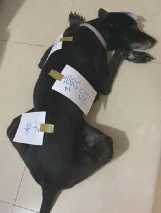 狗狗偷吃了猫罐头，主人在紙上写毛笔字随后贴在的身上