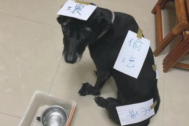 狗狗偷吃了猫罐头，主人在紙上写毛笔字随后贴在的身上