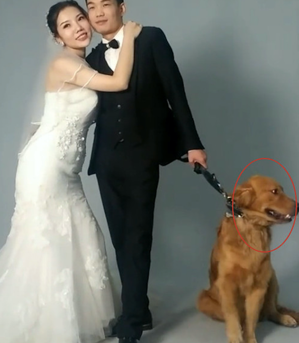 主人带金毛一起拍婚纱照，它却不愿配合：考虑过我单身狗的感受吗