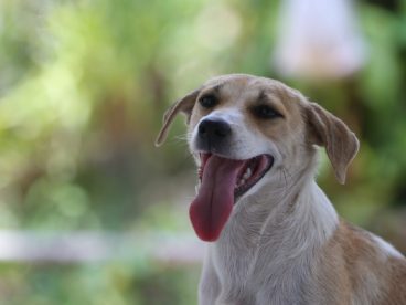 可爱呆萌拉布拉多犬图片