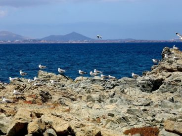 蓝色海岸成群结队海鸥摄影图片