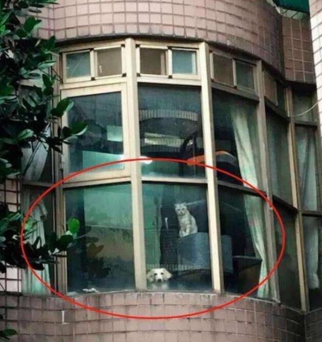 主人下班回家，远远看到自家的猫狗在窗台上：那个傻子回来了