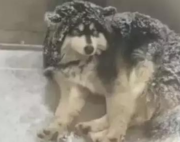 主人狠心把狗狗赶到雪地里睡觉，路人看见后却拍手叫好！