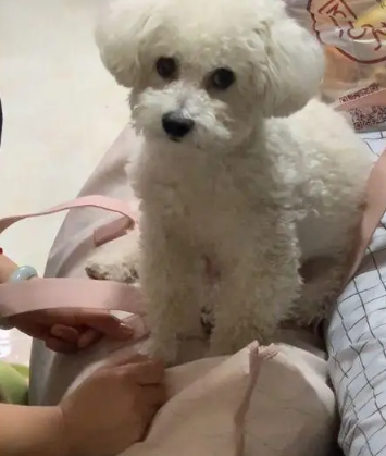 女孩收拾包裹要离家，狗狗的反应让人动容：它其实什么都懂