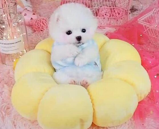 小狗狗被打扮成公主,乖乖躺在萌窝里,心已经被狗萌化!