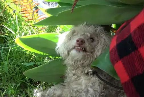 贵宾犬险些被撞，路人靠近就暴咬，救援后才知道它“看不见”