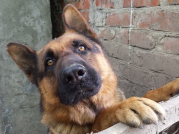 德国牧羊犬头像图片