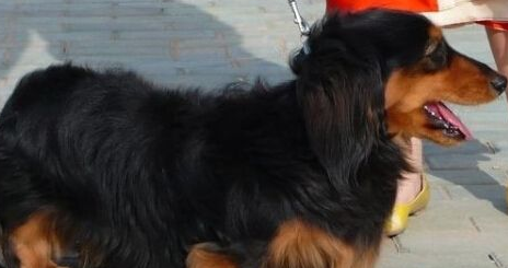 倒车轧死腊肠犬 未按规定养犬 狗主人也有责任