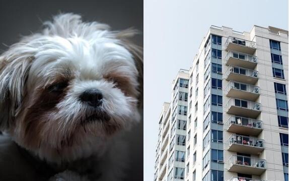 2岁女儿被狗咬，失控爸怒抓西施犬丢12楼下，狠呛犬主，去1楼
