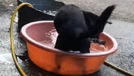 狗子自小喜爱坐水槽玩乐，結果第一次碰到下雨吓住脚软哆嗦：救我！