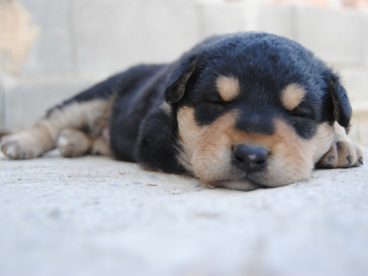 萌狗狗图片