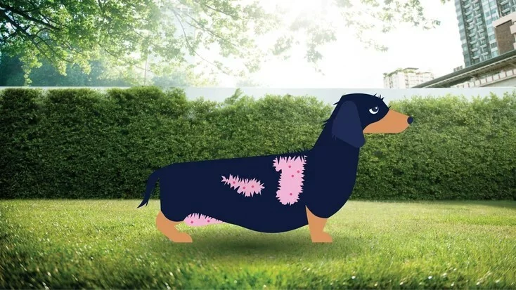 犬类库欣病:病因、症状和治疗方法