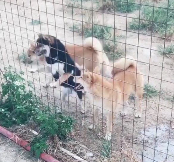 把围栏加到3米高，柴犬一绝技让主人懵圈，网友：30米高也白搭