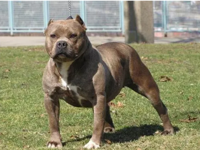 比特犬大哭视频 | 比特犬被主人丢弃在收养所，知道主人不要它后，狗狗都要哭了