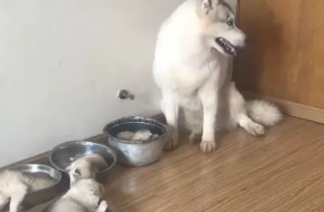 哈士奇小宝宝被分得盆中，提前准备架锅，狗妈的反映让人笑炸