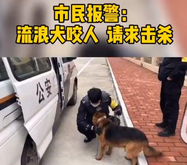 市民请求击杀“咬人”流浪狗，网友却大呼：快收编它吧！