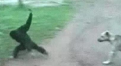 悟空捉弄哮天犬,猴子调戏狗,狗一吠,猴溜得无影