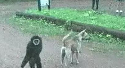 悟空捉弄哮天犬，猴子调戏狗，狗一吠，猴溜得无影