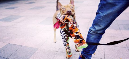 温暖！治愈犬和爱人猫的大家庭 有故事的一狗三猫