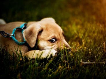 拉布拉多幼犬宠物写真