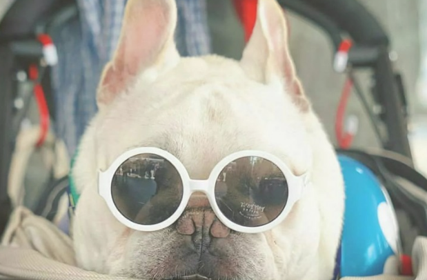 小宠物斗牛犬的身上这5点！许多人一直都误解了！