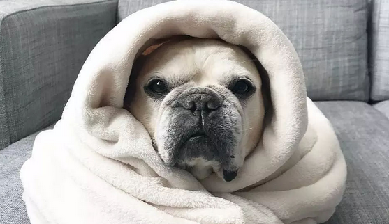 这些年被包囊起來的斗牛犬:它溫暖了你,你溫暖了它的心!