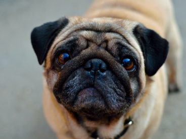 八哥犬图片脸部特写图片