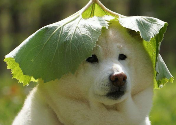 主人在柴犬头顶放了片大叶子，它逐渐小表情庄重，之后高兴得太璀璨了