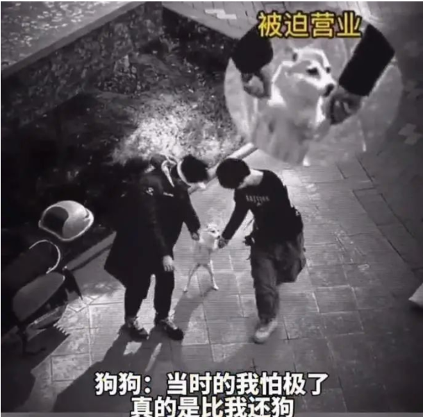 狗主人傻眼了，醉汉拉着狗跳了一晚上舞，网友：这两个人是真的狗