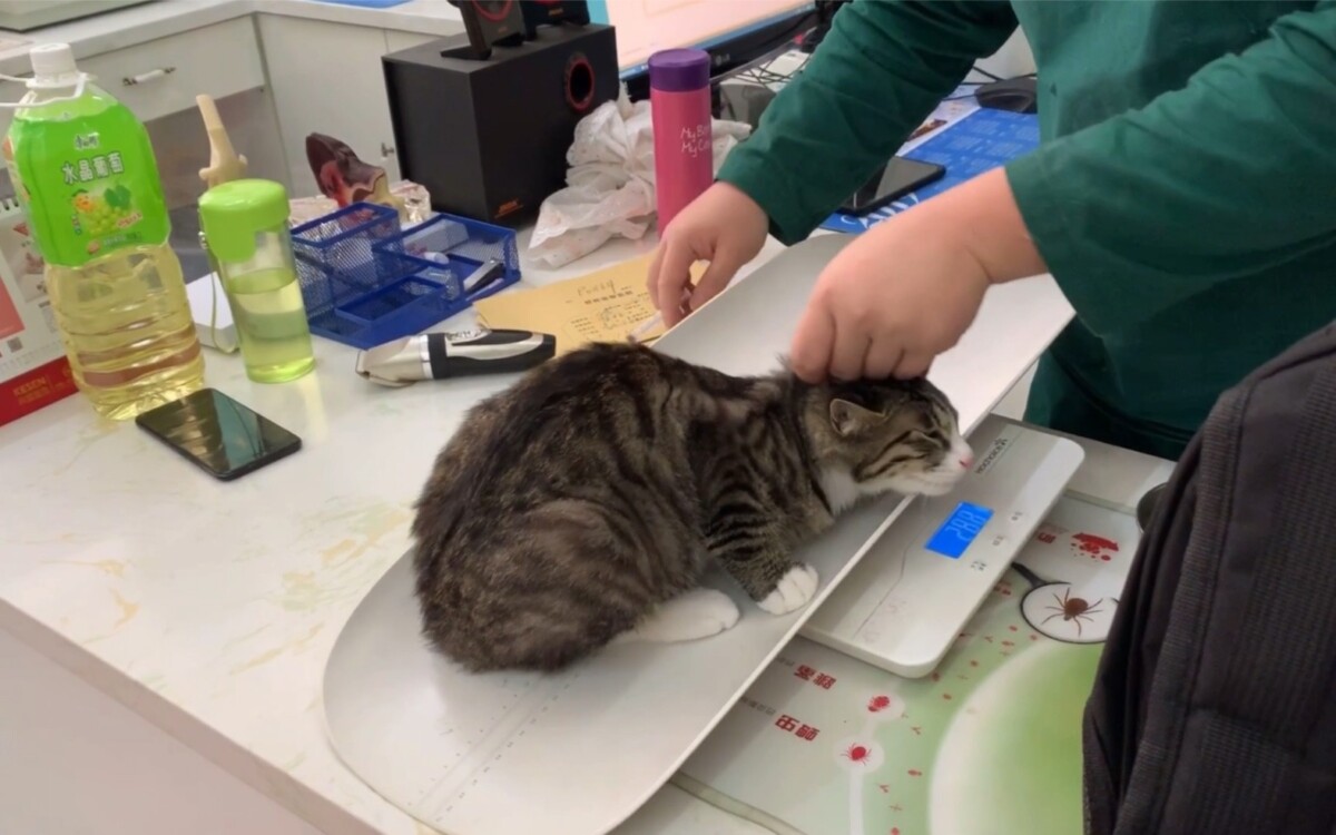 猫疫苗怎么打?一年一打?猫咪打疫苗常见问题补充