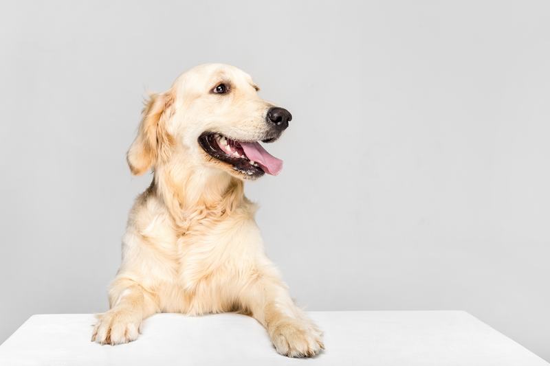 芬兰犬:优雅与力量的完美结合